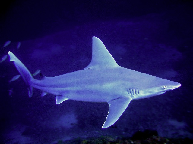 Симпатичная серо-голубая акула фото
